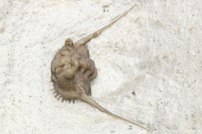 Enrolled Trilobite (Kettneraspis) - Black Cat Mountain, Oklahoma #212313